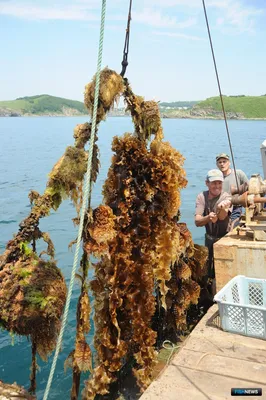 Салат из морской капусты в масле вес 5кг. → Купить в Краснодаре → Магазин в  Море Продуктов