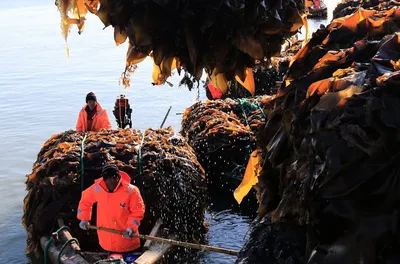 Капуста морская РУССКОЕ МОРЕ Классическая маринованная – купить онлайн,  каталог товаров с ценами интернет-магазина Лента | Москва, Санкт-Петербург,  Россия