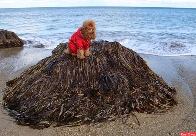 10 простых салатов из морской капусты - Лайфхакер