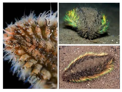 Морская мышь: Как примитивный червь, сияющий всеми цветами радуги, дал  толчок к развитию нанотехнологий | Пикабу