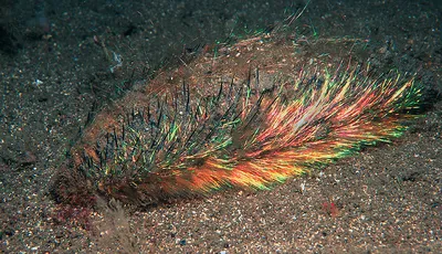 Морская мышь: Как примитивный червь, сияющий всеми цветами радуги, дал  толчок к развитию нанотехнологий | Книга животных | Дзен