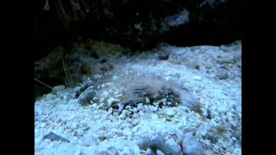 Пескарка серая (Морская мышь малая) - Callionymus risso