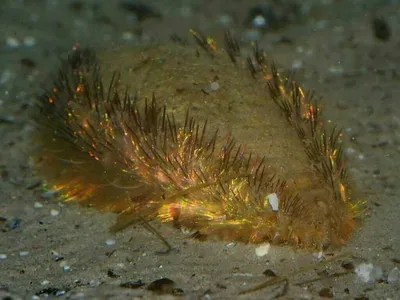 Морская мышь: Как примитивный червь, сияющий всеми цветами радуги, дал  толчок к развитию нанотехнологий | Пикабу