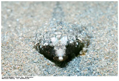 Рыбы наших вод - Большая морская мышь, пескарка... | Facebook