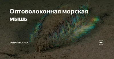 Полихета морская мышь - картинки и фото poknok.art