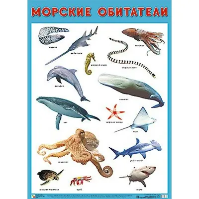 Набор игровой 1TOY Морские Обитатели 12предметов Т50513 купить по цене 7.8  руб. в интернет-магазине Детмир