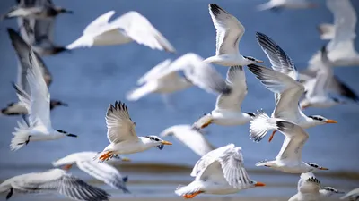 Морские птицы – список, названия, описание, фото и видео -  Научно-популярный журнал: «Как и Почему»