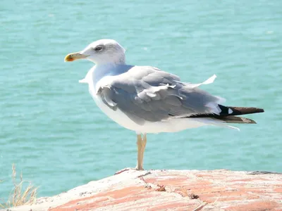 Морские птицы: характеристика, отряды, виды и фото — Природа Мира