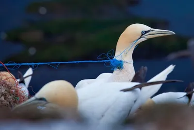 Огромные мыши угрожают существованию морских птиц - BBC News Україна