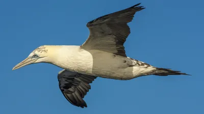 Строгая элегантность. Разнообразие морских птиц Арктики - YouTube