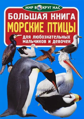 Как морские птицы обходятся без пресной воды? | О'кейда | Дзен