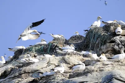 Пластикоз - новая болезнь морских птиц, вызванная кусочками пластиком