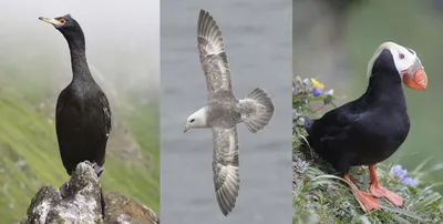 Тупики в исландии морские птицы на отвесных скалах птицы на вестфьорде в  исландии композиция с дикими животными изображение птиц | Премиум Фото