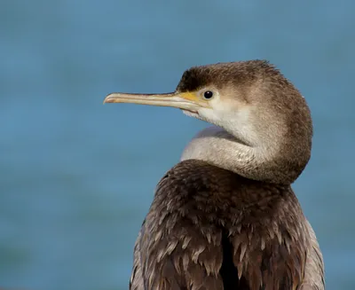Колония морских птиц создает ореол истощенных рыбных запасов