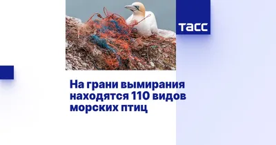 Базар на птичьем базаре. Морские птицы идеально приспособлены к жизни в  бескрайних океанских просторах , их способность ныр… | Фотографии животных,  Базары, Животные