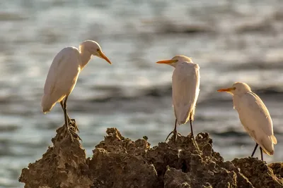 Исследователи обнаружили у морских птиц заболевание, связанное с пластиком