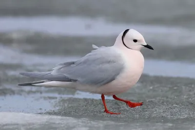 Загадочное поведение сотен птиц сняли на видео | РБК Life