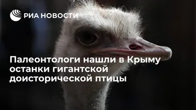 Краснокнижная птица на горпляже Керчи - Лента новостей Крыма