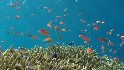 Морские аквариумные рыбки | Pescado marino, Peces tropicales de agua dulce,  Acuario agua salada