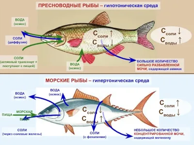Экзотические морские рыбы | photo-kwi.ru