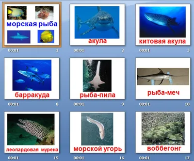 Красивые морские рыбы - 73 фото