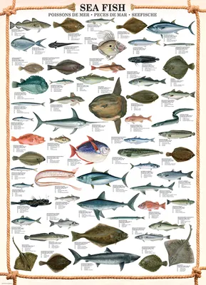 Пазл Eurographics 1000 деталей: Морские рыбы (6000-0313) - купить в  интернет магазине - 1001puzzle.ru