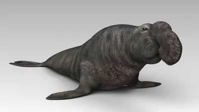 Фигурка Морской слон Mojo Animal Planet - цена, фото, характеристики