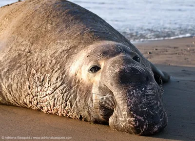 Морской слон, выбравшись из моря, вызвал переполох в чилийском городе -  видео