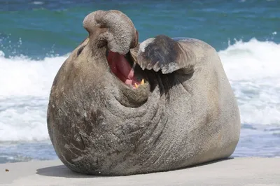 Большой Морской Слон Мужчины Выбирает Спаривания Самок Во Время Сезона —  стоковые фотографии и другие картинки Калифорния - iStock