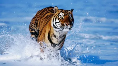 Морской тигр (99 фото) »