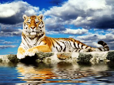 Тигр в море | Лодочник | Дзен