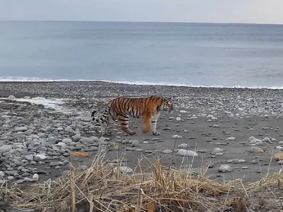 Голубой Водяной Тигр Спускается Вниз Тигровые И Морские Волны Винтажная  Иллюстрация С Дикой Кошкой Рисованная Векторная Иллюстрация — стоковая  векторная графика и другие изображения на тему Агрессия - iStock