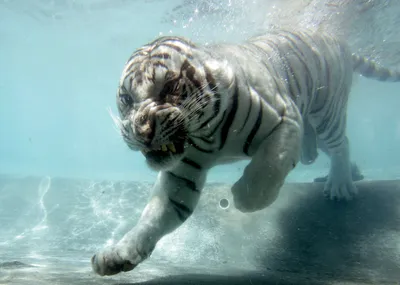 Плавающий тигр | Премиум Фото