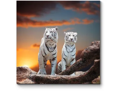 Общество защиты тигра - Снег, море, сопки, тигр. Амурский тигр. Исчезающее  великолепие. #тигр#амурскийтигр#Panthera_tigris_altaica#охранаприроды#СихотэАлинь#Общество_защиты_тигра#  | Facebook