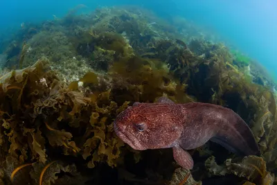 РЫБА 🐟: BRANZINO /БРАНЗИНО или СИБАС или Морской волк принадлежит к отряду  Окунеобразные. В Италии эту рыбу называют Branzino, Spigola.… | Instagram