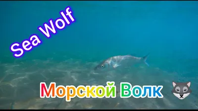 Зубатка, или морской волк | Мурманская Научка | Дзен