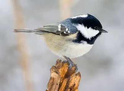 Московка (Parus ater). Птицы Сибири.