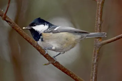 Московка - eBird