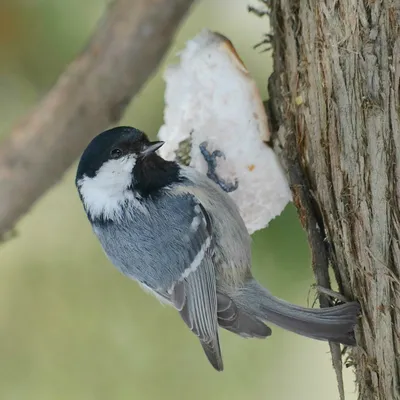 Московка(Periparus ater)-Coal tit.. Фотограф Ляпустин Юрий