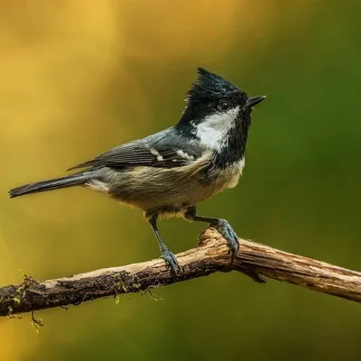 Московка Parus ater Coal Tit