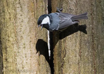 Московка (Parus ater). Птицы Сибири.