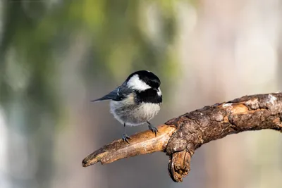 Фотография Московка (Parus ater) Птицы Дагестана | Фотобанк  ГеоФото/GeoPhoto | GetImages Group