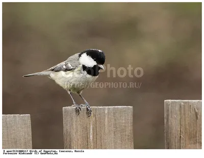 Московка (Periparus ater). Фотогалерея птиц. Фотографии птиц России,  Беларуси, Украины, Казахстана, Таджикистана, Азербайджана.