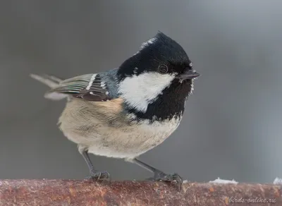 Фотография Московка (Parus ater) Птицы Дагестана | Фотобанк  ГеоФото/GeoPhoto | GetImages Group