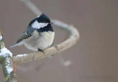 Московка (Parus ater). Фотогалерея птиц. Фотографии птиц России, Беларуси,  Украины, Казахстана, Таджикистана, Азербайджана.