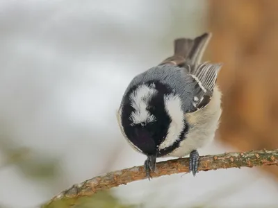 Московка (Parus ater). Птицы Сибири.