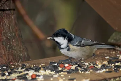 Московка. / Московка Parus ater 11 см в длину Типичная птица хвойных лесов