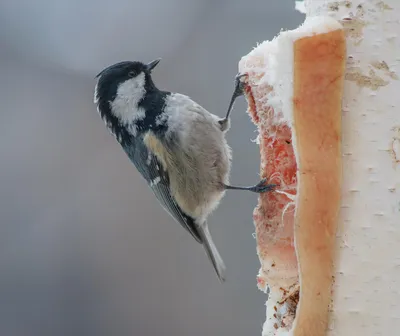 Московка (Parus ater). Птицы Европейской России.