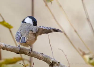 Московка (Parus ater). Птицы Сибири.