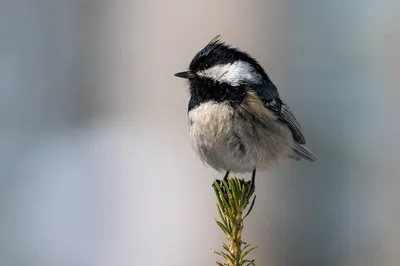 Птицы Псковской области » Московка (Parus ater)